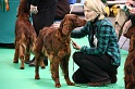 Crufts2011 277